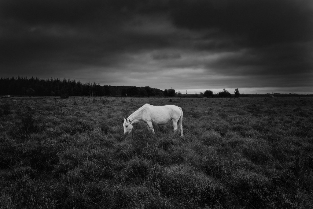 My memory lingers on the edge of a forest-26