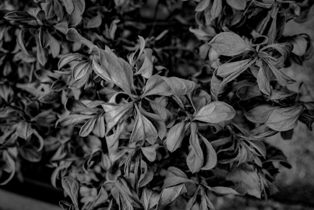 My memory lingers on the edge of a forest-26